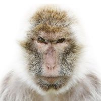 Свои константы в phpBB. Вступление..