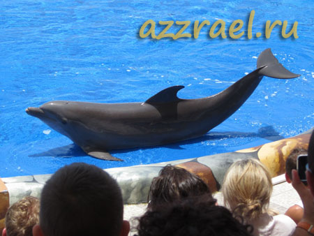 Jungle Park Costa Adeje Tenerife Шоу дельфинов